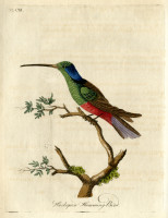 RS.17532 image RS.17532