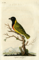 RS.17533 image RS.17533