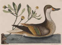RS.18628 image RS.18628