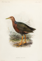RS.19679 image RS.19679