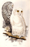 RS.18847 image RS.18847