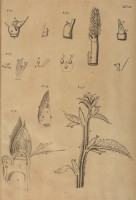 RS.21358 image RS.21358