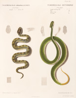 RS.20865 image RS.20865