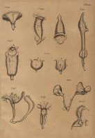 RS.21368 image RS.21368