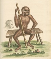 RS.9965 image RS.9965