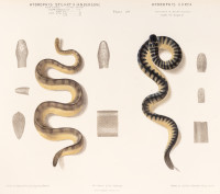 RS.20875 image RS.20875