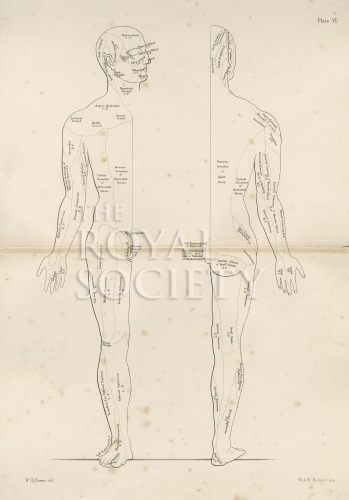 flower, w- h_diagrams of the nerves of the human body_1872_plate6 image flower, w- h_diagrams of the nerves of the human body_1872_plate6