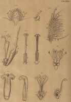 RS.21378 image RS.21378