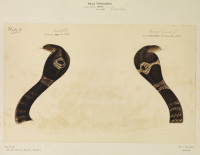 RS.8446 image RS.8446