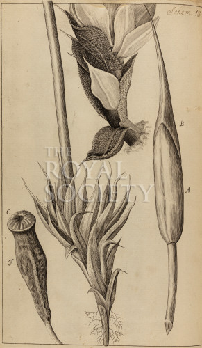 hooke_r_micrographia_199 image hooke_r_micrographia_199