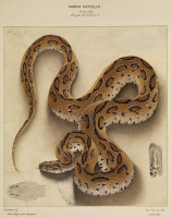 RS.8453 image RS.8453