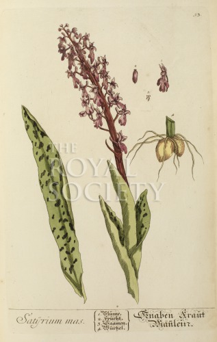 blackwell, e_herbarium blackwellianium_1750_p53 image blackwell, e_herbarium blackwellianium_1750_p53