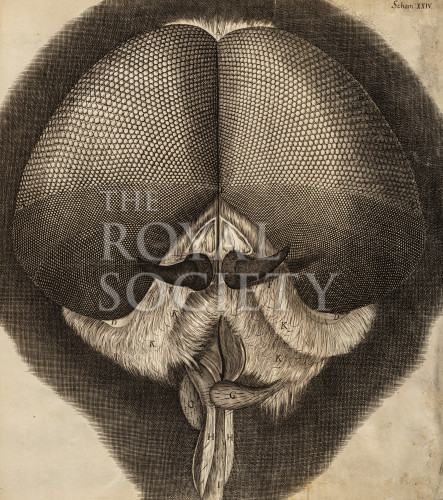 hooke_r_micrographia_268 image hooke_r_micrographia_268