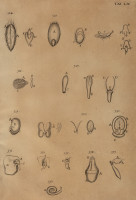 RS.21398 image RS.21398