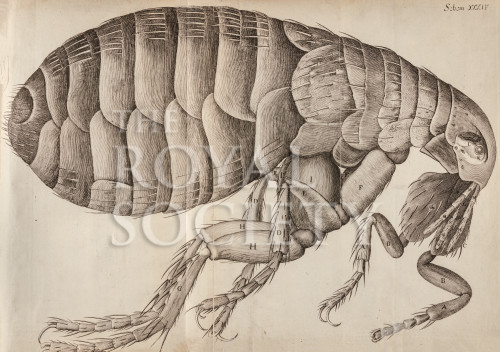 hooke_r_micrographia_320 image hooke_r_micrographia_320