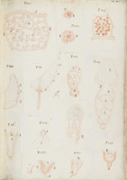 RS.16221 image RS.16221