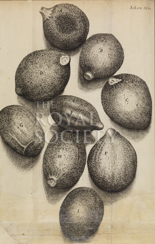 Hooke R, IM002227 image Hooke R, IM002227