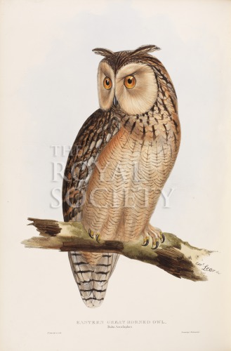 gould, j_birds of europe_1832-7_vol4_eastern great horned owl image gould, j_birds of europe_1832-7_vol4_eastern great horned owl