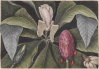 RS.18824 image RS.18824