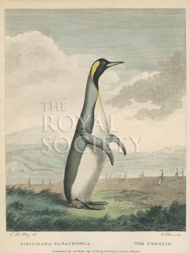 shaw, g_museum leverianum_1792_plate 34 image shaw, g_museum leverianum_1792_plate 34