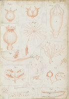 RS.16251 image RS.16251