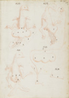 RS.16261 image RS.16261