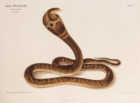 RS.20853 image RS.20853