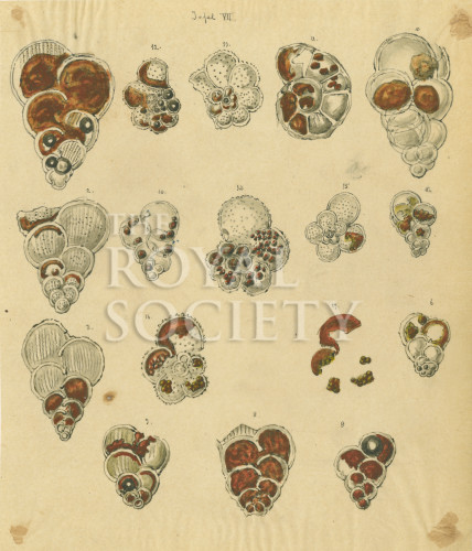 Forams_p48 image Forams_p48