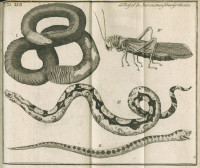 RS.9157 image RS.9157