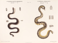 RS.20876 image RS.20876