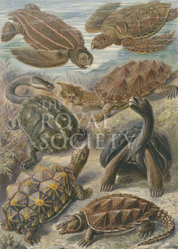 kunstformen_89 image kunstformen_89