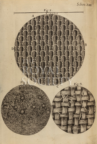 hooke_r_micrographia_211 image hooke_r_micrographia_211