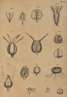 RS.21389 image RS.21389