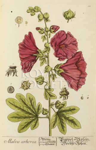 blackwell, e_herbarium blackwellianium_1750_p54 image blackwell, e_herbarium blackwellianium_1750_p54