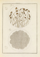 RS.11802 image RS.11802