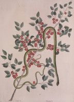 RS.18802 image RS.18802