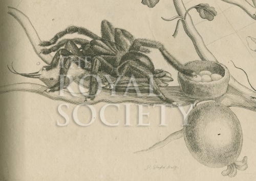 merian_detail_2 image merian_detail_2