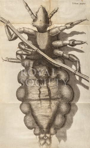 hooke_r_micrographia_324 image hooke_r_micrographia_324