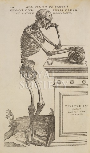 vesalius, a_de humani corporis fabrica_1555_p204 image vesalius, a_de humani corporis fabrica_1555_p204
