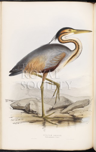 gould, j_birds of europe_1832-7_vol4_purple heron image gould, j_birds of europe_1832-7_vol4_purple heron