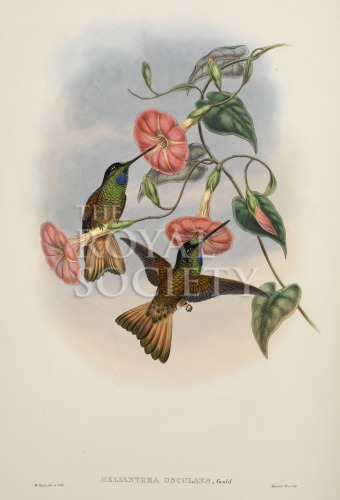 gould, j_trochilidae hummingbird supplement_1887_part5_buff-tailed star-frontlet image gould, j_trochilidae hummingbird supplement_1887_part5_buff-tailed star-frontlet