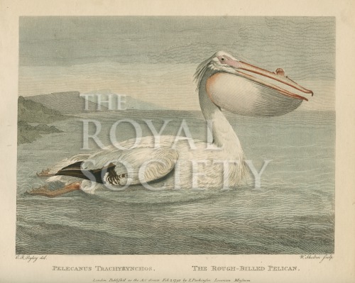 shaw, g_museum leverianum_1792_plate 50 image shaw, g_museum leverianum_1792_plate 50