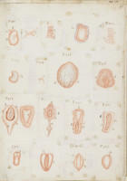 RS.16252 image RS.16252