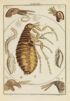 RS.18122 image RS.18122