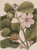 RS.18843 image RS.18843