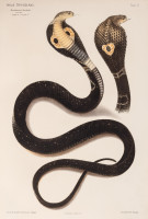 RS.20854 image RS.20854