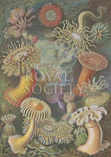 kunstformen_49 image kunstformen_49