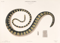 RS.20877 image RS.20877