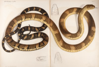 RS.20858 image RS.20858