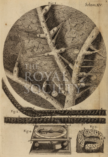 hooke_r_micrographia_214 image hooke_r_micrographia_214